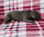 Small Photo #10 Great Dane Puppy For Sale in OGDEN, UT, USA