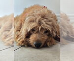 Small #1 Golden Retriever Mix