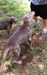Small Photo #1 Labrador Retriever Puppy For Sale in PEARSALL, TX, USA