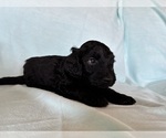 Small #3 Goldendoodle