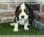 Small #5 Cavalier King Charles Spaniel