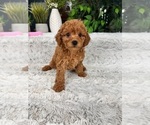 Small Photo #5 Cavapoo Puppy For Sale in GREENFIELD, IN, USA