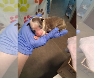 Border Collie Dogs for adoption in Houston, TX, USA