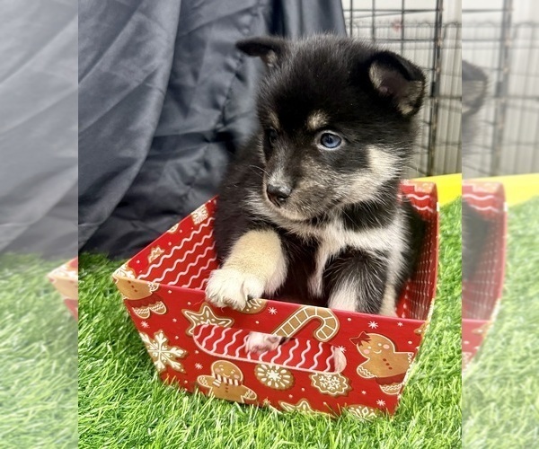 Medium Photo #9 Pomsky-Shiba Inu Mix Puppy For Sale in NASHUA, NH, USA