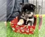 Small #8 Pomsky-Shiba Inu Mix