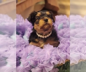 Yorkshire Terrier Puppy for sale in NEVADA, TX, USA