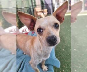 Chihuahua Dogs for adoption in Woodland, CA, USA