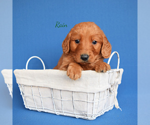 Goldendoodle (Miniature) Puppy for sale in NEW PARIS, IN, USA