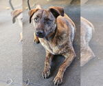 Small #1 Catahoula Leopard Dog-Pug Mix