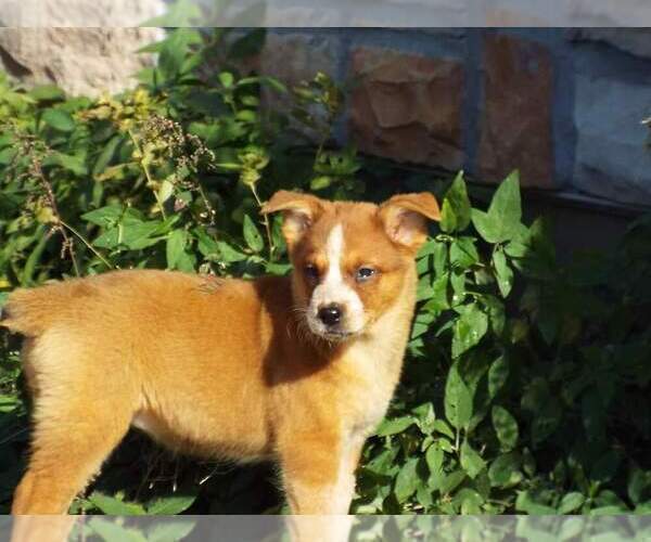 Medium Photo #6 Texas Heeler Puppy For Sale in PAOLA, KS, USA