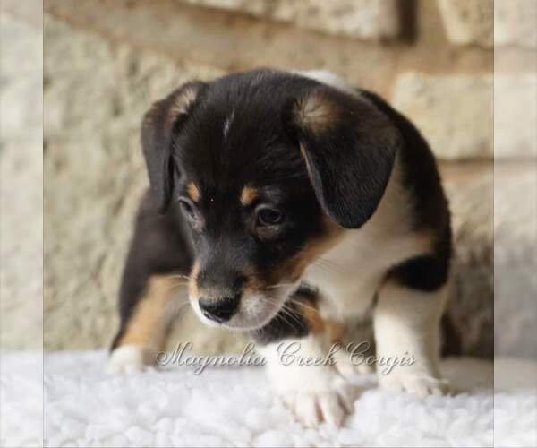 Medium Photo #9 Pembroke Welsh Corgi Puppy For Sale in LUTHER, OK, USA