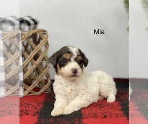 Bernedoodle Puppy for sale in GOSHEN, IN, USA