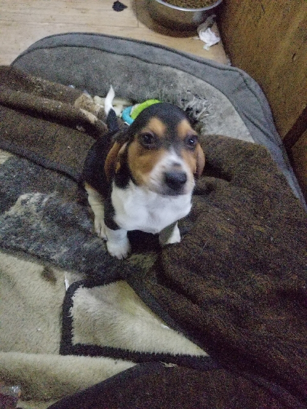 Medium Photo #8 Beagle Puppy For Sale in CENTRALIA, WA, USA