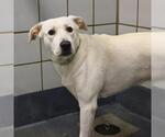 Small Labrador Retriever Mix