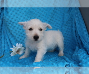 West Highland White Terrier Puppy for sale in SHILOH, OH, USA