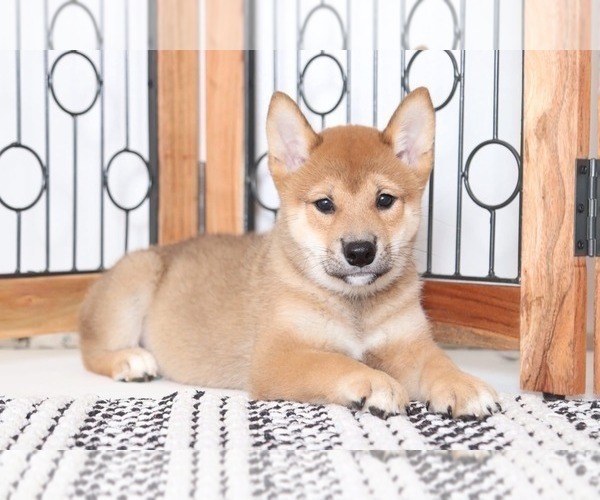 Medium Photo #3 Shiba Inu Puppy For Sale in NAPLES, FL, USA