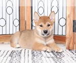 Small Photo #3 Shiba Inu Puppy For Sale in NAPLES, FL, USA