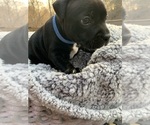Small Photo #2 Staffordshire Bull Terrier Puppy For Sale in DAWSONVILLE, GA, USA