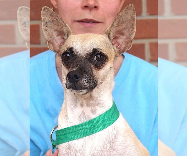 Medium Photo #1 Chihuahua Puppy For Sale in Carrollton, TX, USA