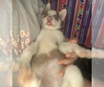 Small Photo #5 Siberian Husky Puppy For Sale in OWENSBORO, KY, USA