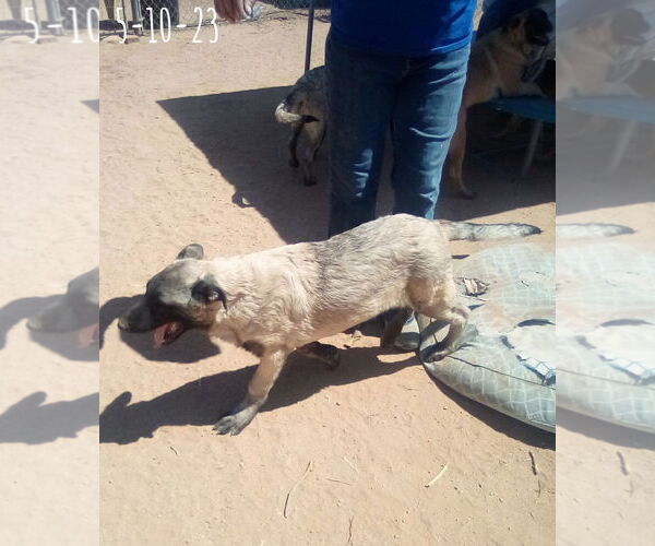 Medium Photo #9 German Shepherd Dog-Unknown Mix Puppy For Sale in Apple Valley, CA, USA