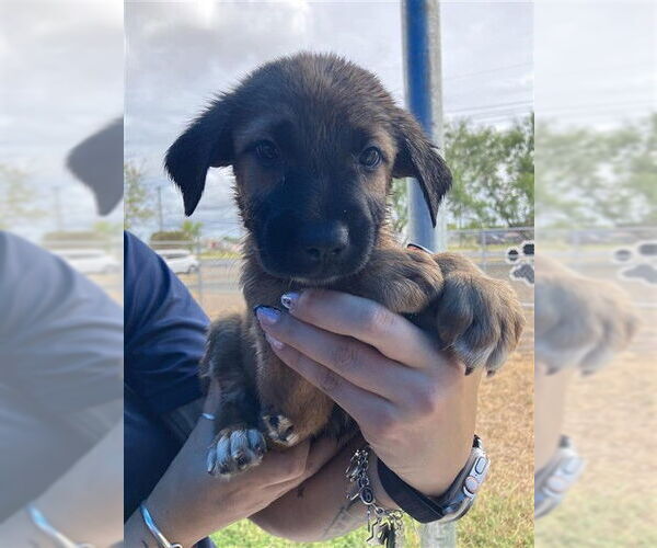 Medium Photo #1 Labrador Retriever-Unknown Mix Puppy For Sale in Corpus Christi, TX, USA