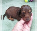Small #1 Dachshund