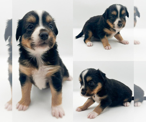 Miniature Australian Shepherd Puppy for sale in BROOKER, FL, USA