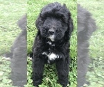 Small Photo #7 Bernedoodle Puppy For Sale in BOWLING GREEN, KY, USA