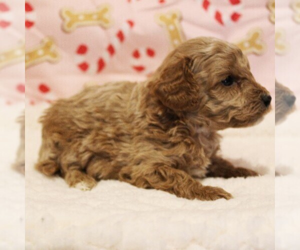 Medium Photo #11 Poodle (Toy) Puppy For Sale in COATESVILLE, PA, USA