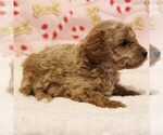 Small Photo #11 Poodle (Toy) Puppy For Sale in COATESVILLE, PA, USA