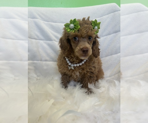 Medium Photo #1 Poodle (Toy) Puppy For Sale in RANDOLPH, MA, USA