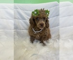 Small Poodle (Toy)