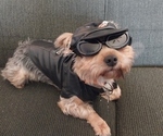 Small Photo #1 Yorkshire Terrier Puppy For Sale in DEER PARK, WI, USA