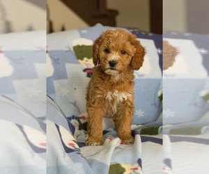 Goldendoodle Puppy for sale in MILWAUKEE, WI, USA