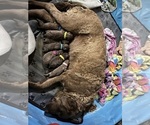 Small Photo #2 Chesapeake Bay Retriever Puppy For Sale in WAUKON, IA, USA