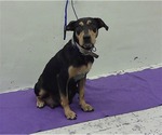 Small #3 Rottweiler Mix