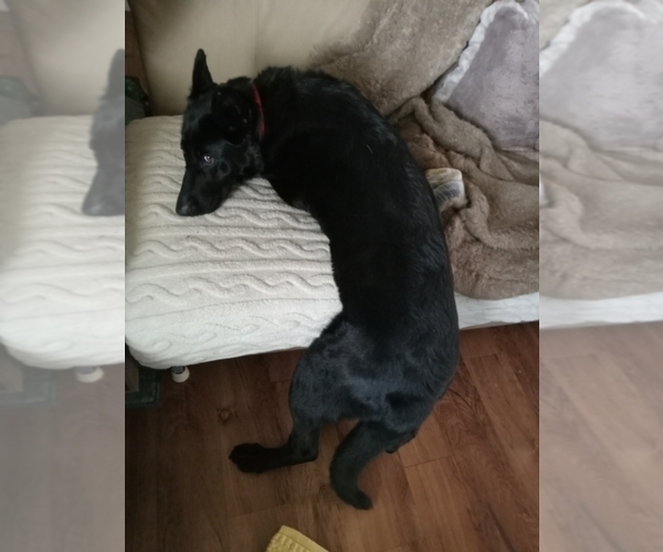 Medium Photo #4 German Shepherd Dog Puppy For Sale in MILTON FREEWATER, OR, USA