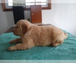 Small Photo #9 Golden Retriever Puppy For Sale in SUMNER, IL, USA