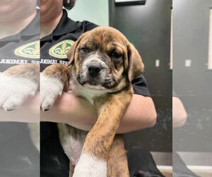 Australian Shepherd-Boxer Mix Dogs for adoption in SHERBURNE, NY, USA