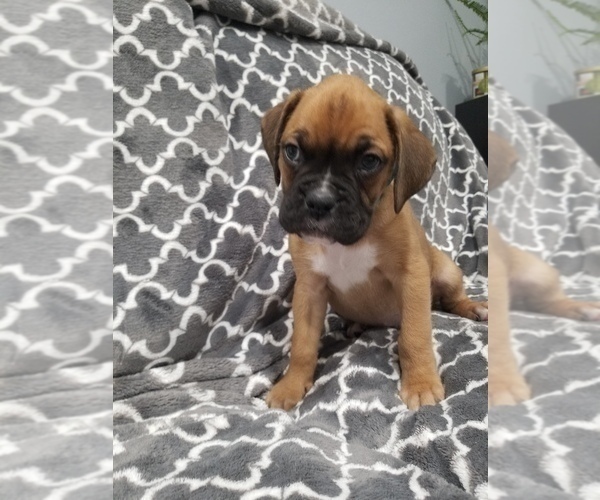 Medium Photo #2 Boxer Puppy For Sale in LAKE ZURICH, IL, USA