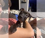 Small #3 Staffordshire Bull Terrier Mix