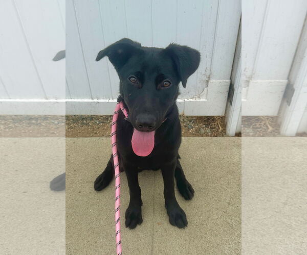 Medium Photo #2 Mutt Puppy For Sale in Newport Beach, CA, USA