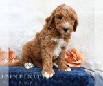 Small #2 Goldendoodle (Miniature)