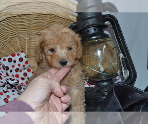 Medium Cavapoo (Miniature)-Poodle (Toy) Mix
