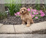 Small Photo #2 Cavapoo Puppy For Sale in BALTIC, OH, USA