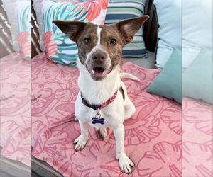 Paloma - Female Beagle-Unknown Mix Dog for Adoption - Photo #2