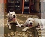 Small Photo #69 Dogo Argentino Puppy For Sale in PINEVILLE, MO, USA