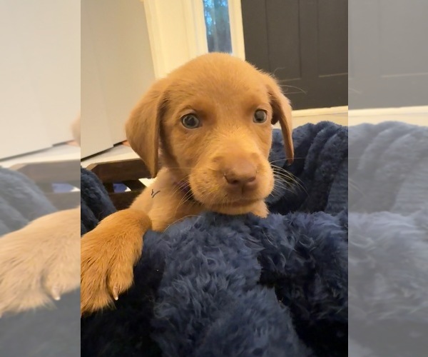 Medium Photo #2 Labrador Retriever Puppy For Sale in ELKTON, MD, USA