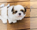 Small Photo #3 Shih Tzu Puppy For Sale in SAINT FRANCIS, MN, USA